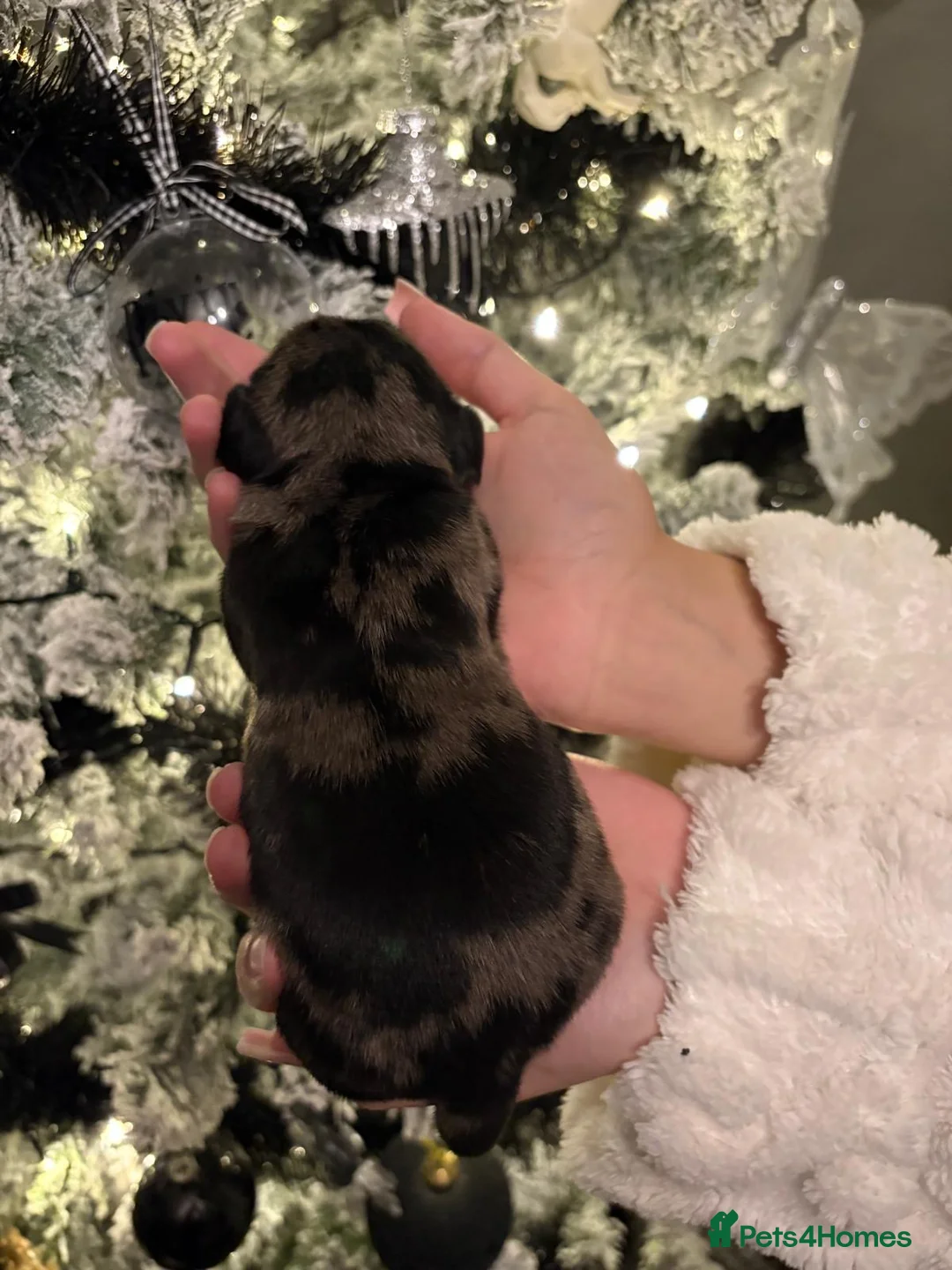 Miniature Dachshund dogs for sale: READY TO GO! dapple/merle daschund puppies - Advert 25