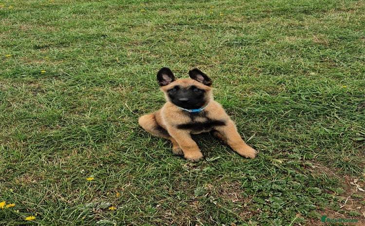 Belgian Shepherd Dog dogs - Advert 1