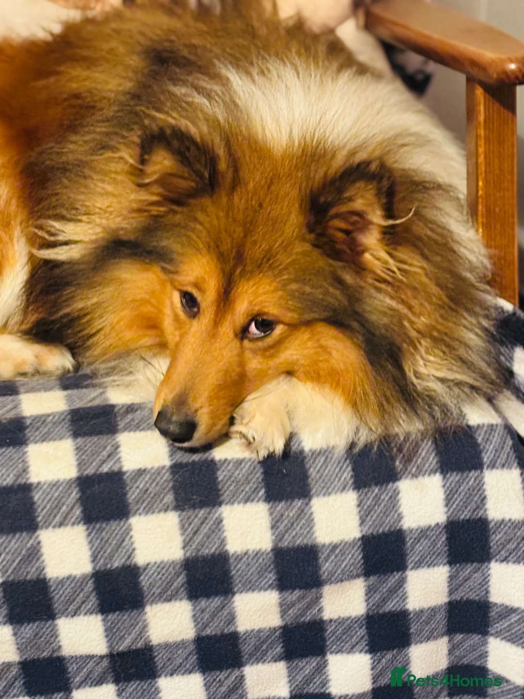 Shetland Sheepdog dogs for stud: Beautiful sable Shetland sheepdog for stud  - Advert 13