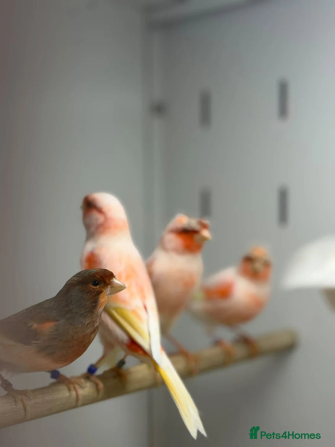 Canaries birds for sale: Harlequin canaries  - Advert 2
