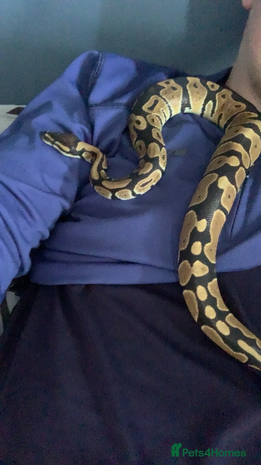 Python Snake reptiles for sale: Ball python and viv in Bilston - Advert 2