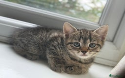 Mixed Breed cats for sale: Kittens for sale  - Image 2