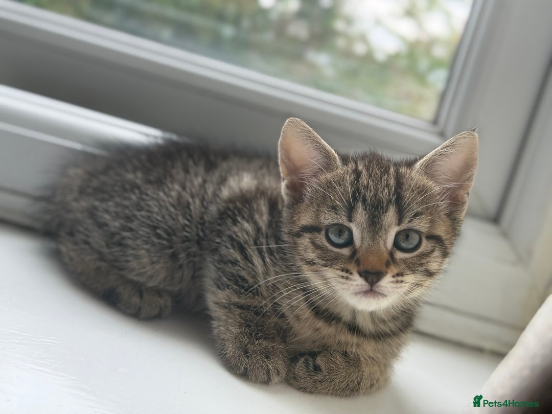 Mixed Breed cats for sale: Kittens for sale  - Image 2