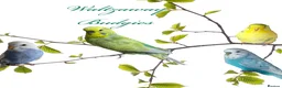 Budgerigars birds for sale: Hand Tame Budgie Chicks Ready May   - Advert 1