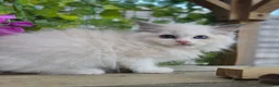 Ragdoll cats for sale: 💓please read🩵🏆European Champion lines 💫Tica - Advert 19