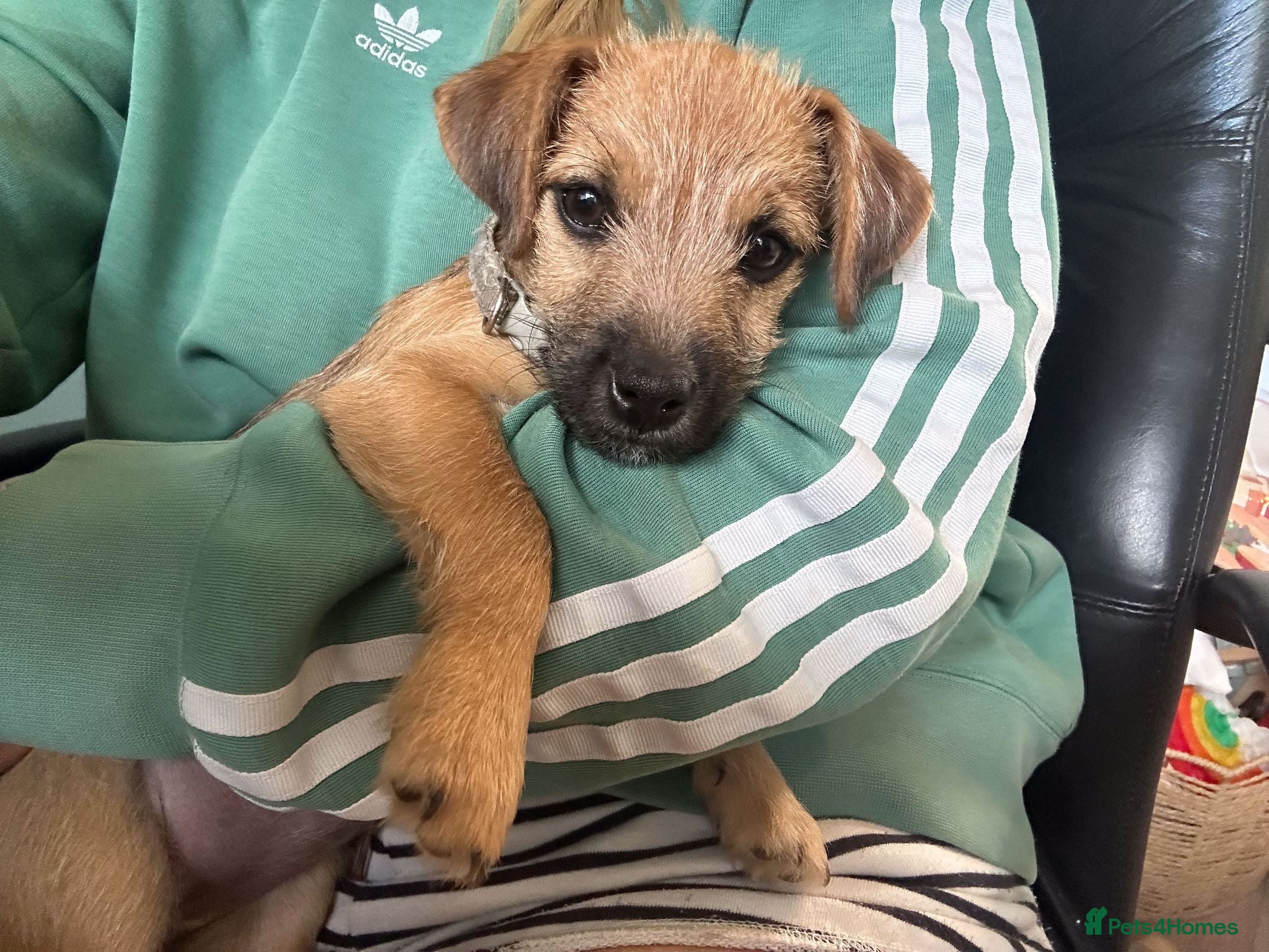 Mixed Breed dogs Patterdale X Lakeland Puppies for Sale **1 LEFT** - Advert 20