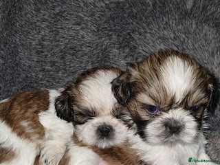 Shih Tzu dogs - Advert 1