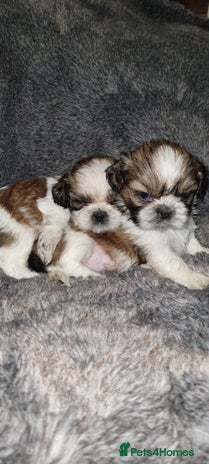 Shih Tzu dogs - Advert 1