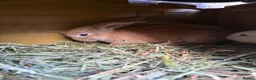 Continental Giant rabbits for sale: READY NOW.. 1 Beautiful Giant Doe left - Advert 3