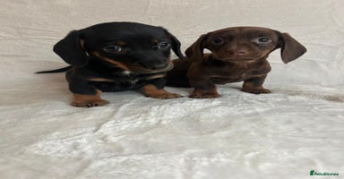 Miniature Dachshund dogs - Advert 2