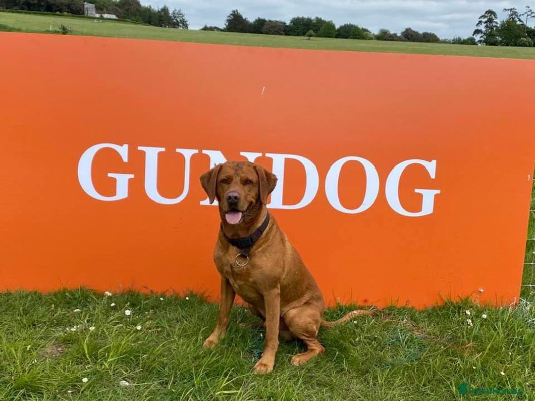 Labrador Retriever dogs for stud: Proven Fox Red Labrador for stud in Lewes - Image 11