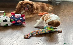 Cavalier King Charles Spaniel dogs for sale: STUNNING CAVALIER KING CHARLES PUPPIES - Image 5