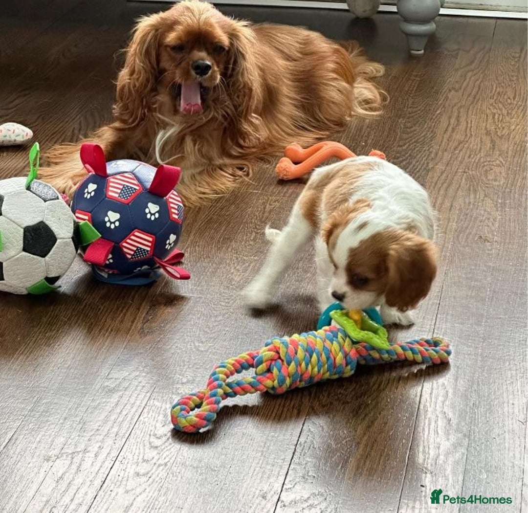 Cavalier King Charles Spaniel dogs for sale: STUNNING CAVALIER KING CHARLES PUPPIES - Image 5
