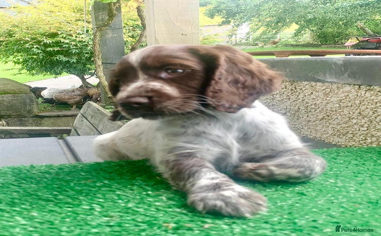 Cocker Spaniel dogs - Advert 14