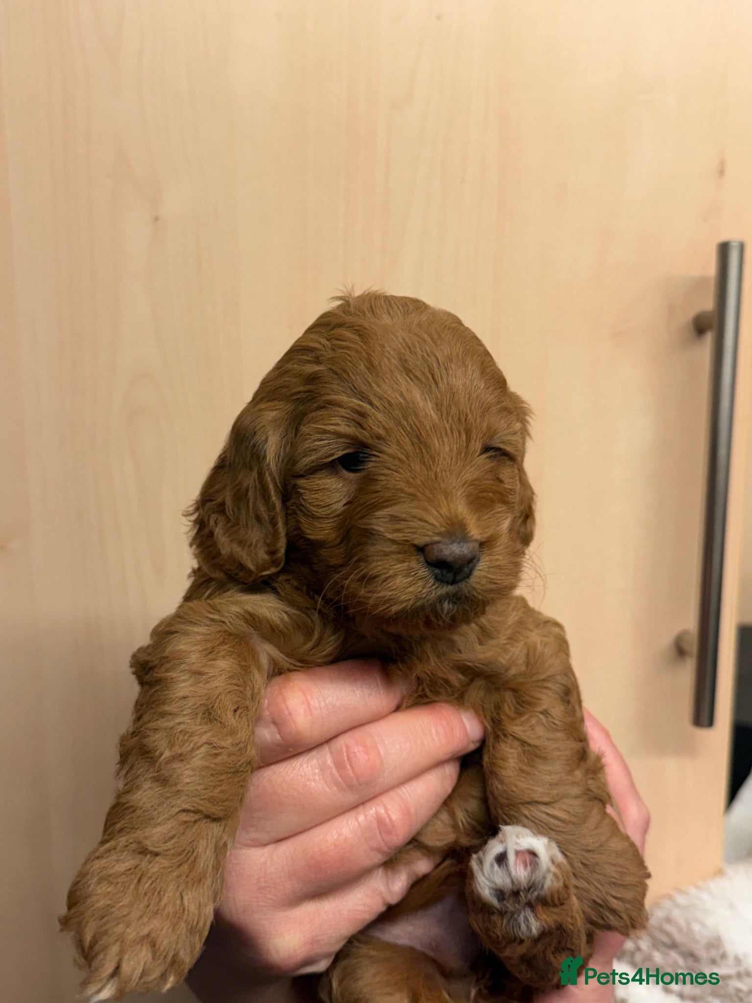 Cockapoo dogs Gorgeous f1b cockerpoo Puppies - Advert 3