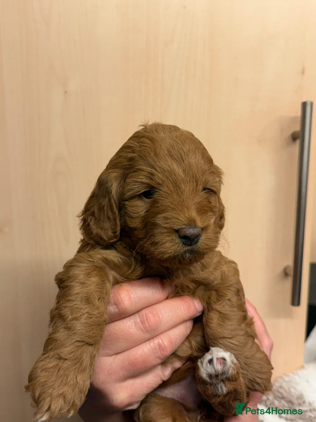 Cockapoo dogs for sale: Gorgeous f1b cockerpoo Puppies - Advert 1