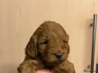 Cockapoo dogs Gorgeous f1b cockerpoo Puppies - Advert 3