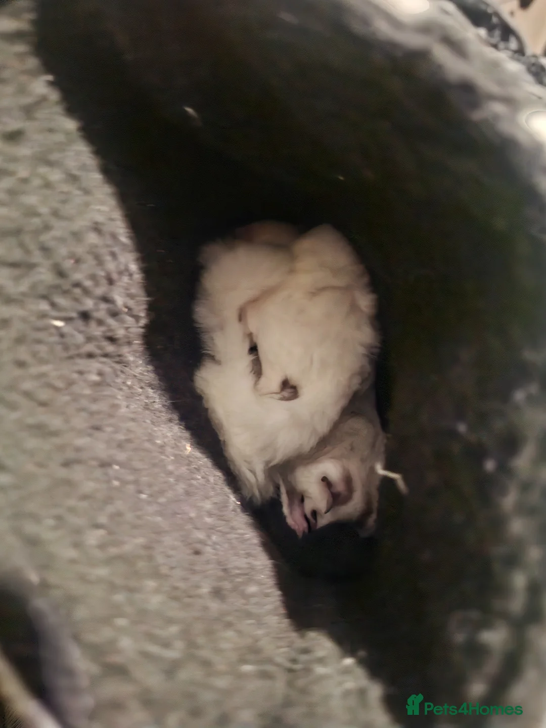 Sugar Glider rodents for sale: Brother and sister sugar glider pair  in Gloucester - Advert 2