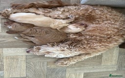 Cockapoo dogs for sale: 4 girls and 1 boy beautiful cockapoo - Image 9