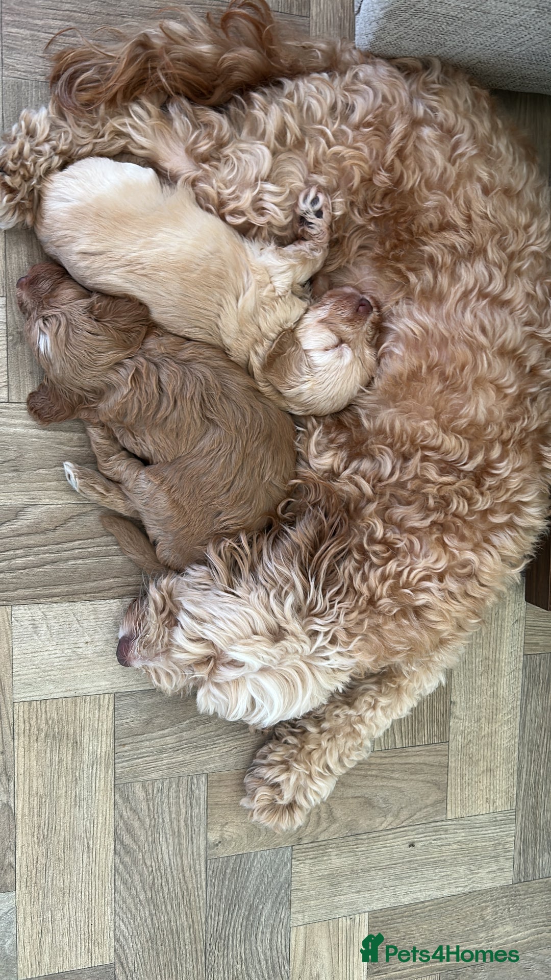 Cockapoo dogs for sale: 4 girls and 1 boy beautiful cockapoo - Image 9