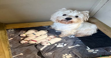 West Highland Terrier dogs - Advert 11