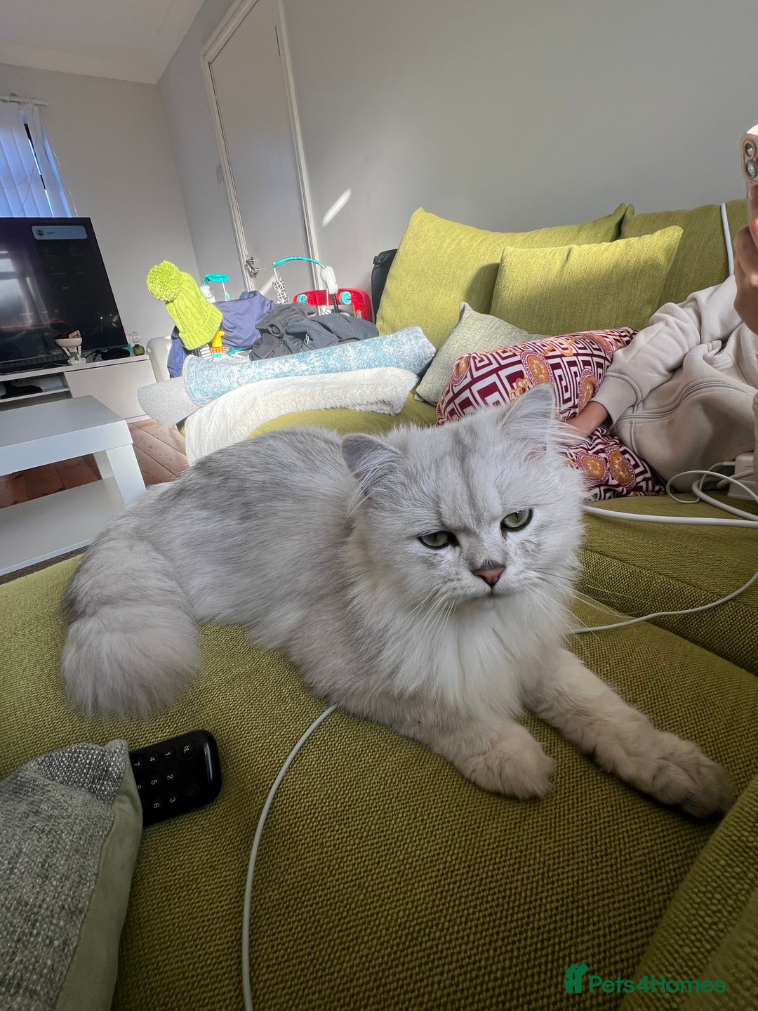 Persian cats for sale: PERSIAN CHINCHILLA - Advert 5