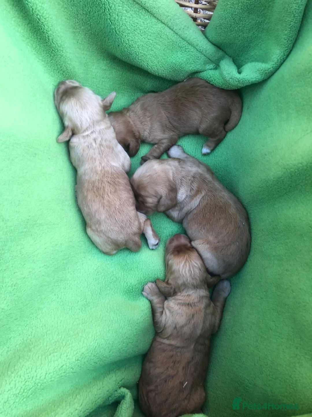 Cocker Spaniel dogs for sale: Cocker pups for sale - Advert 1