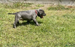 Staffordshire Bull Terrier dogs for sale: Purebred Blue Staffordshire Bull Terrier Puppies - Image 4