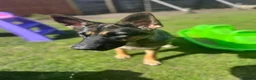 German Shepherd dogs for sale: Skye German shepherd  - Advert 7