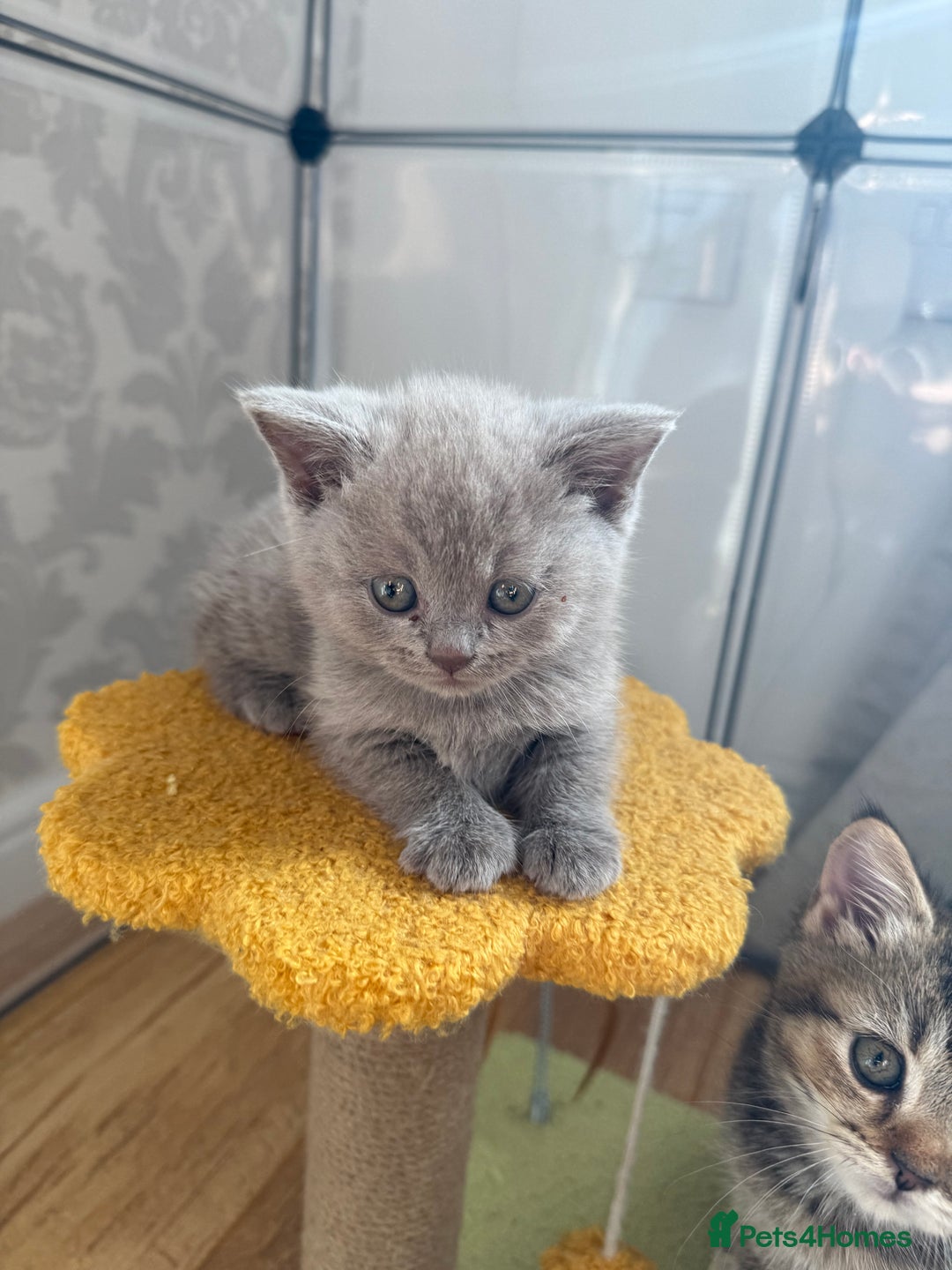 British Shorthair cats for sale: Pedigree British shorthair kittens ready in 2 week - Image 8