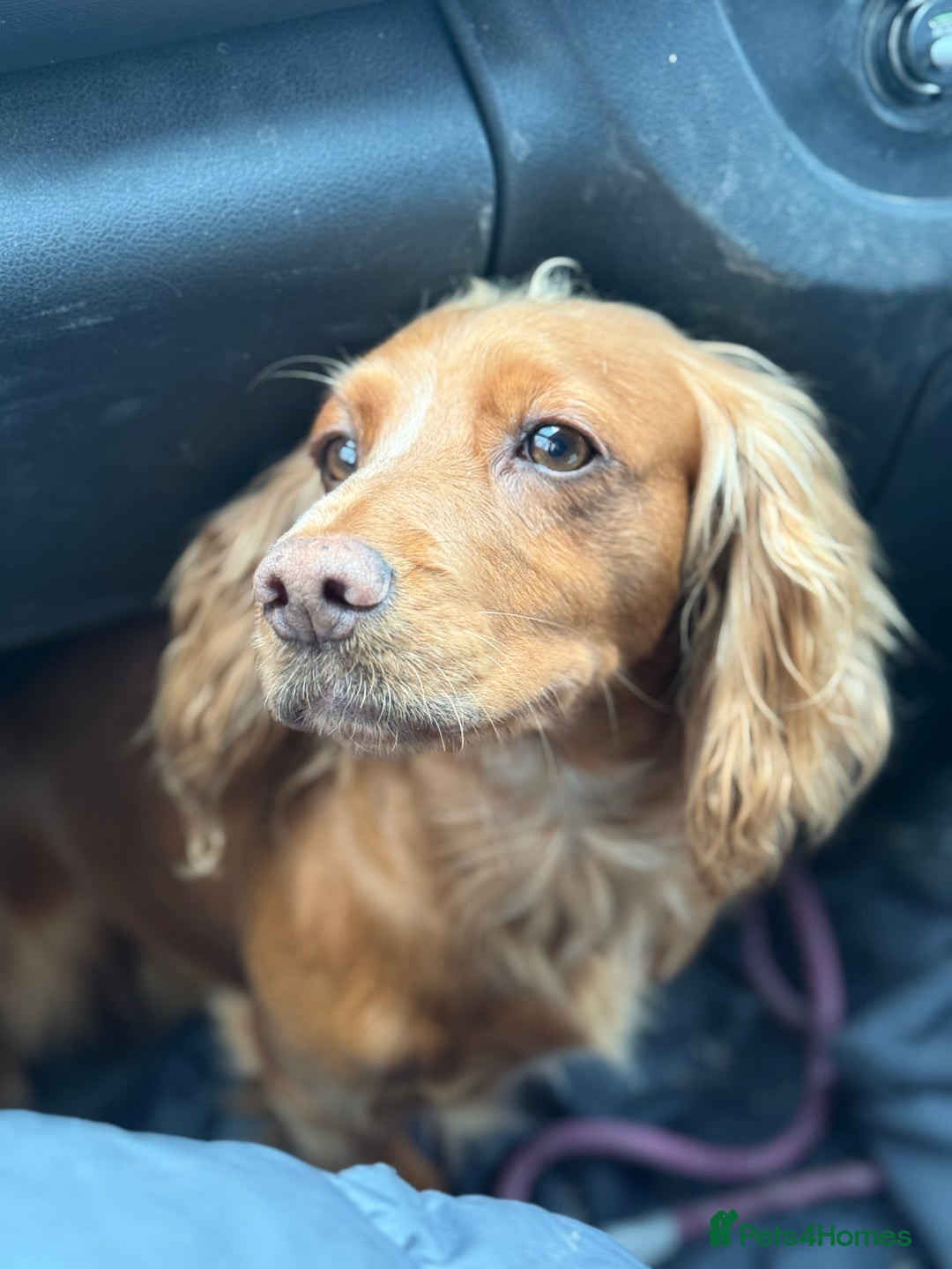 Cockapoo dogs for sale: 7 Golden Cockapoo girls - Advert 15