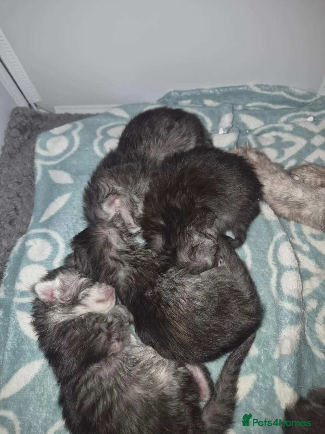 Maine Coon cats for sale: Stunning mainecoon babies in Shildon - Advert 2