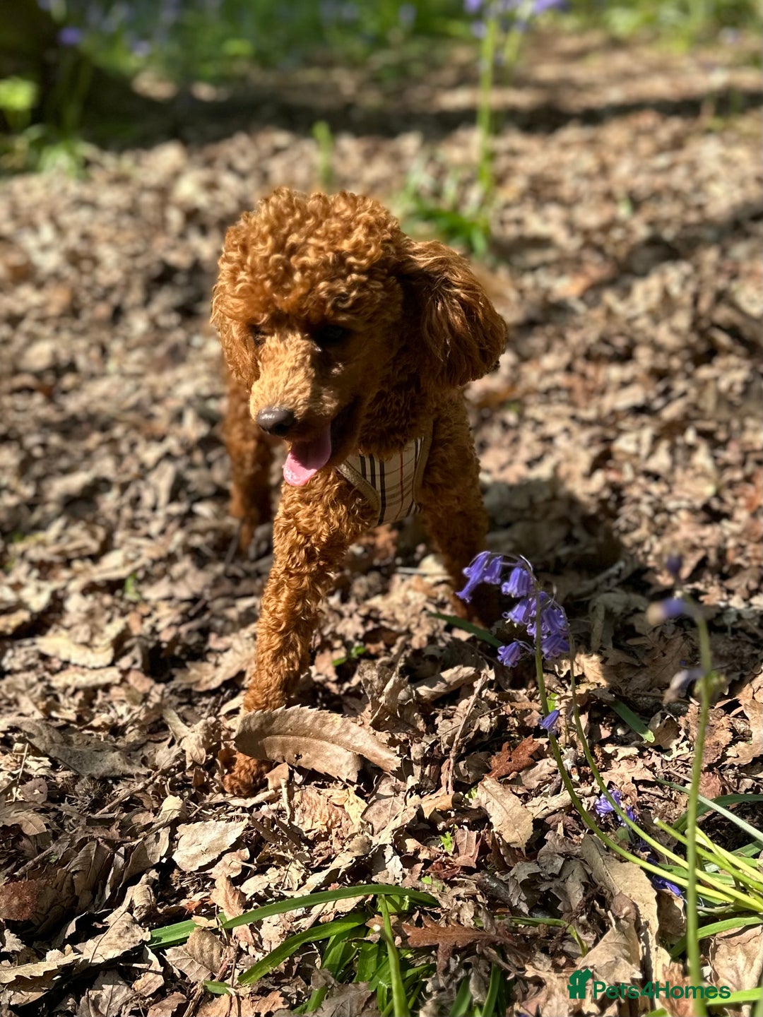 Toy Poodle dogs for stud: Kc Red Toy Poodle in Chislehurst - Advert 5