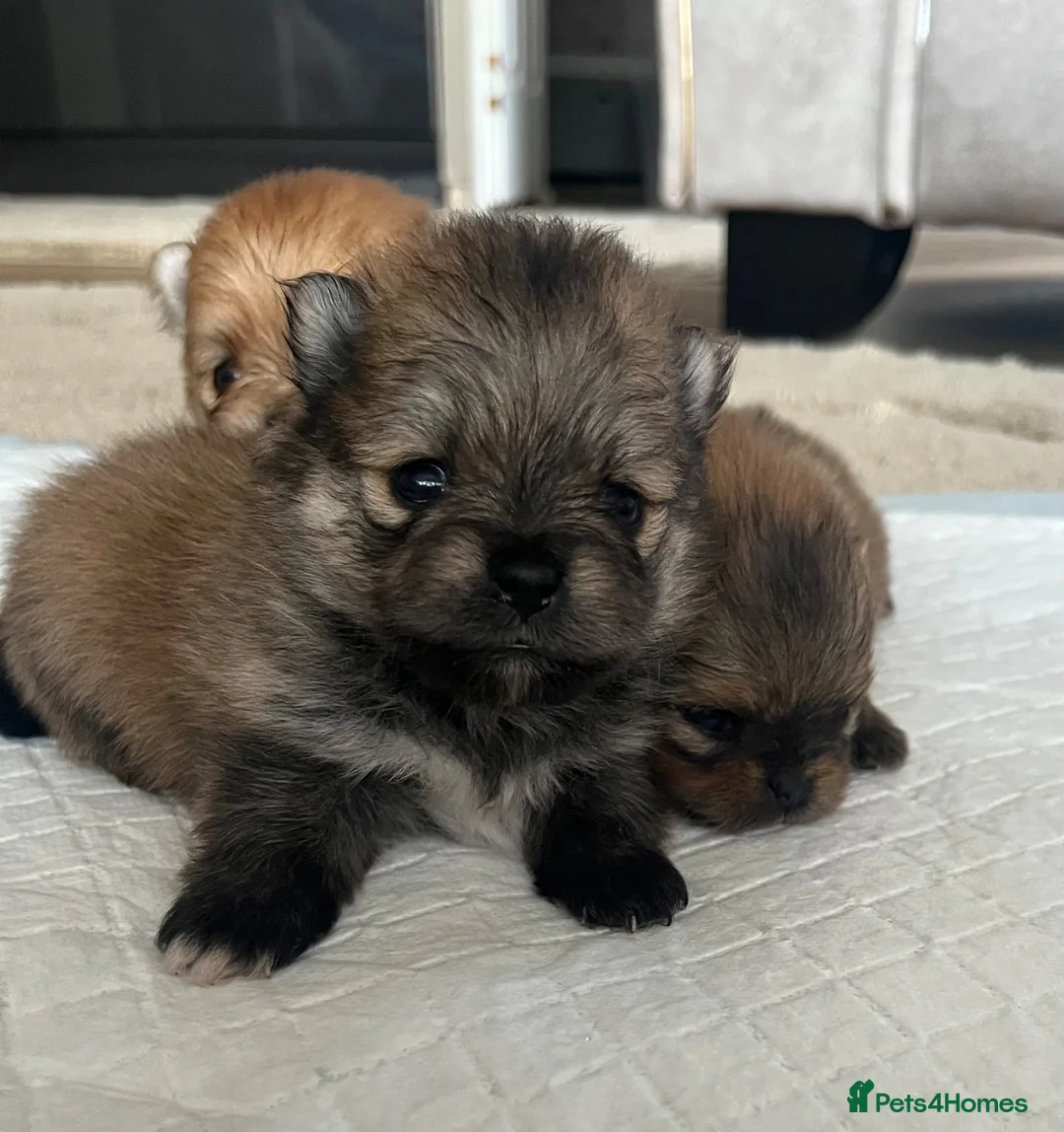 Pomeranian dogs for sale: Pomeranian puppy’s  - Advert 1