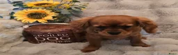 Cavalier King Charles Spaniel dogs for sale: Beautiful  Cavalier  - Advert 6