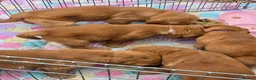 Golden Retriever dogs for sale: Stunning dark Golden retriever puppies in Boston - Advert 7