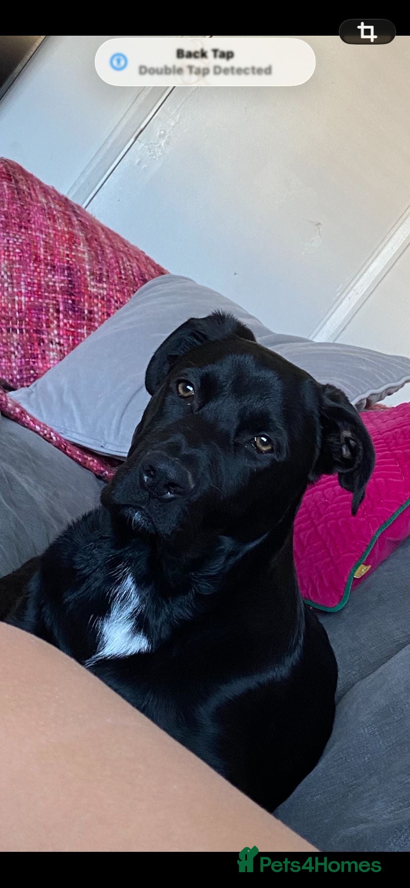 Mixed Breed dogs Shepard x rottweiler 6 months old  - Advert 7