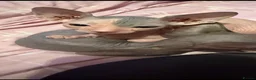 Sphynx cats for sale: Full breed Sphynx kittens for sale  - Advert 9