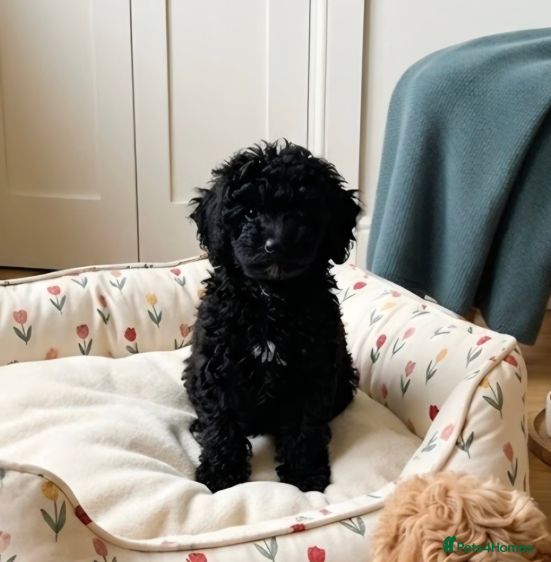 Cockapoo dogs 🏡 9Week-Cockapoo Pup intelligent  nos sit,paw 🏡  - Advert 2