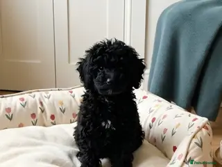 Cockapoo dogs 🏡 9Week-Cockapoo Pup intelligent nos sit,paw 🏡 - Advert 2
