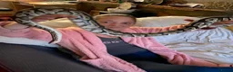 Python Snake reptiles for sale: Royal majave python  in Mountain Ash - Advert 2