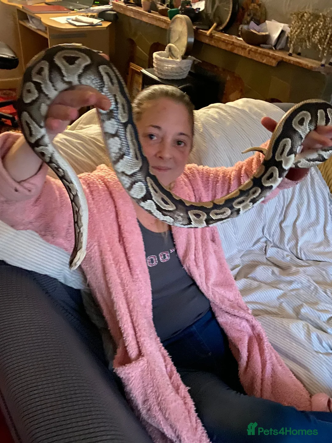 Python Snake reptiles for sale: Royal majave python  in Mountain Ash - Advert 2