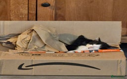 Mixed Breed cats for sale: Last boy left - Advert 3