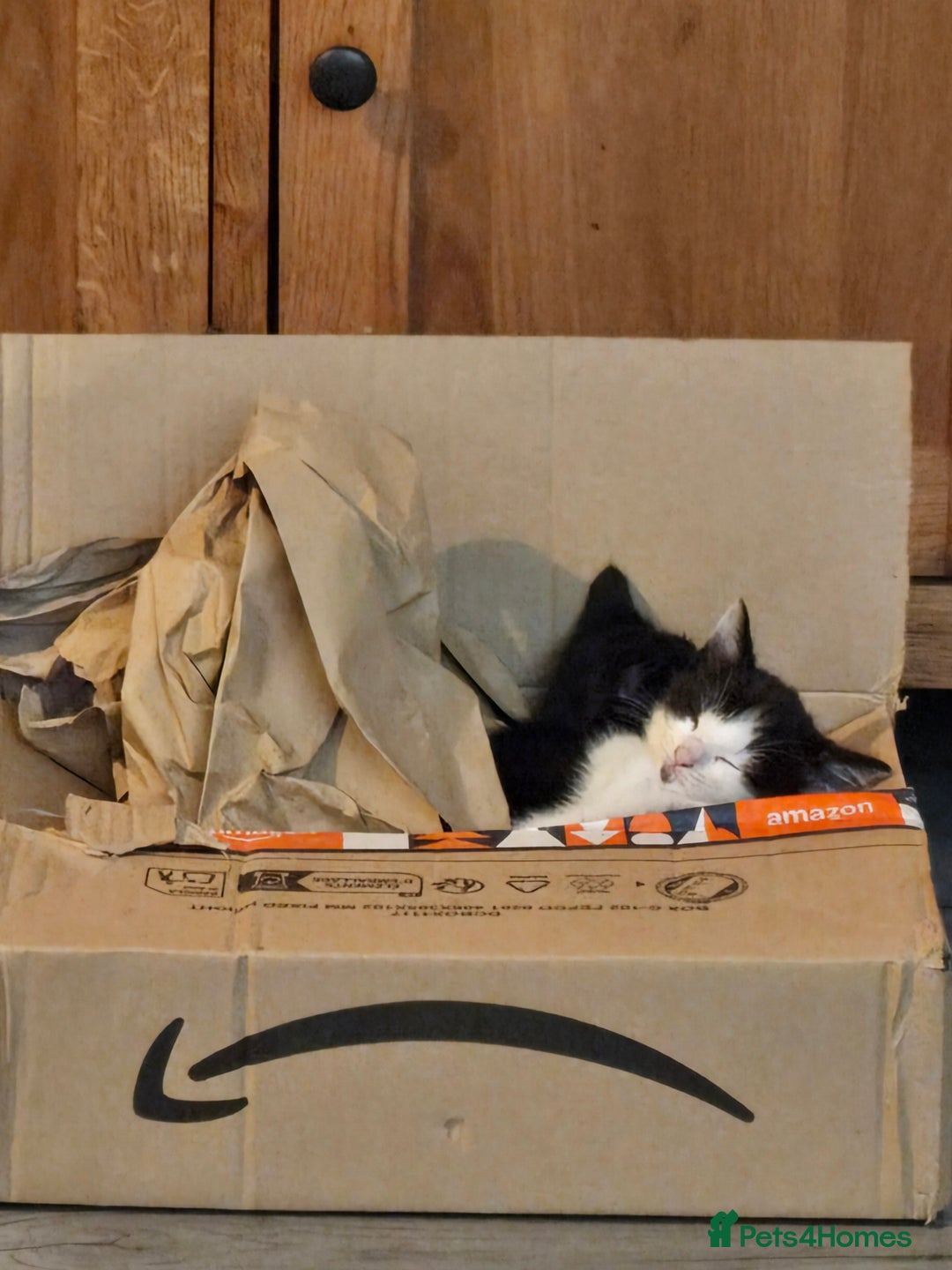 Mixed Breed cats for sale: Last boy left - Advert 3