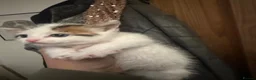 Mixed Breed cats for sale: Beautiful kittens ready to go - Advert 6