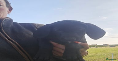 Mixed Breed dogs - Advert 4