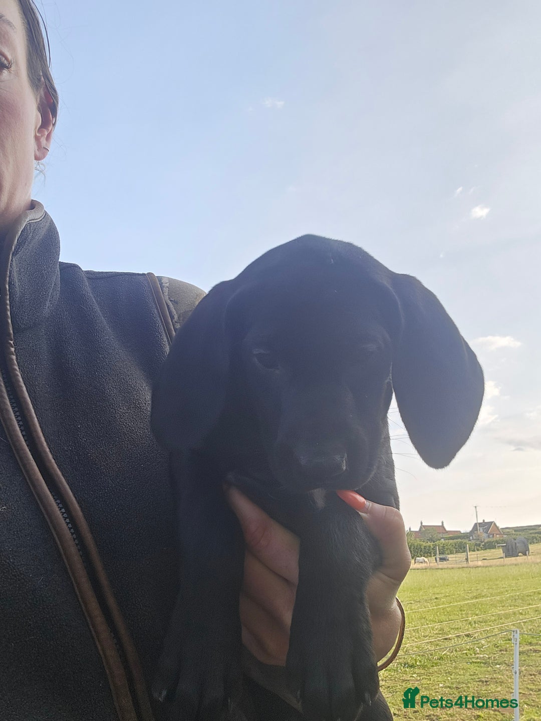 Mixed Breed dogs for sale: Exceptional Weimador pups  - Image 4