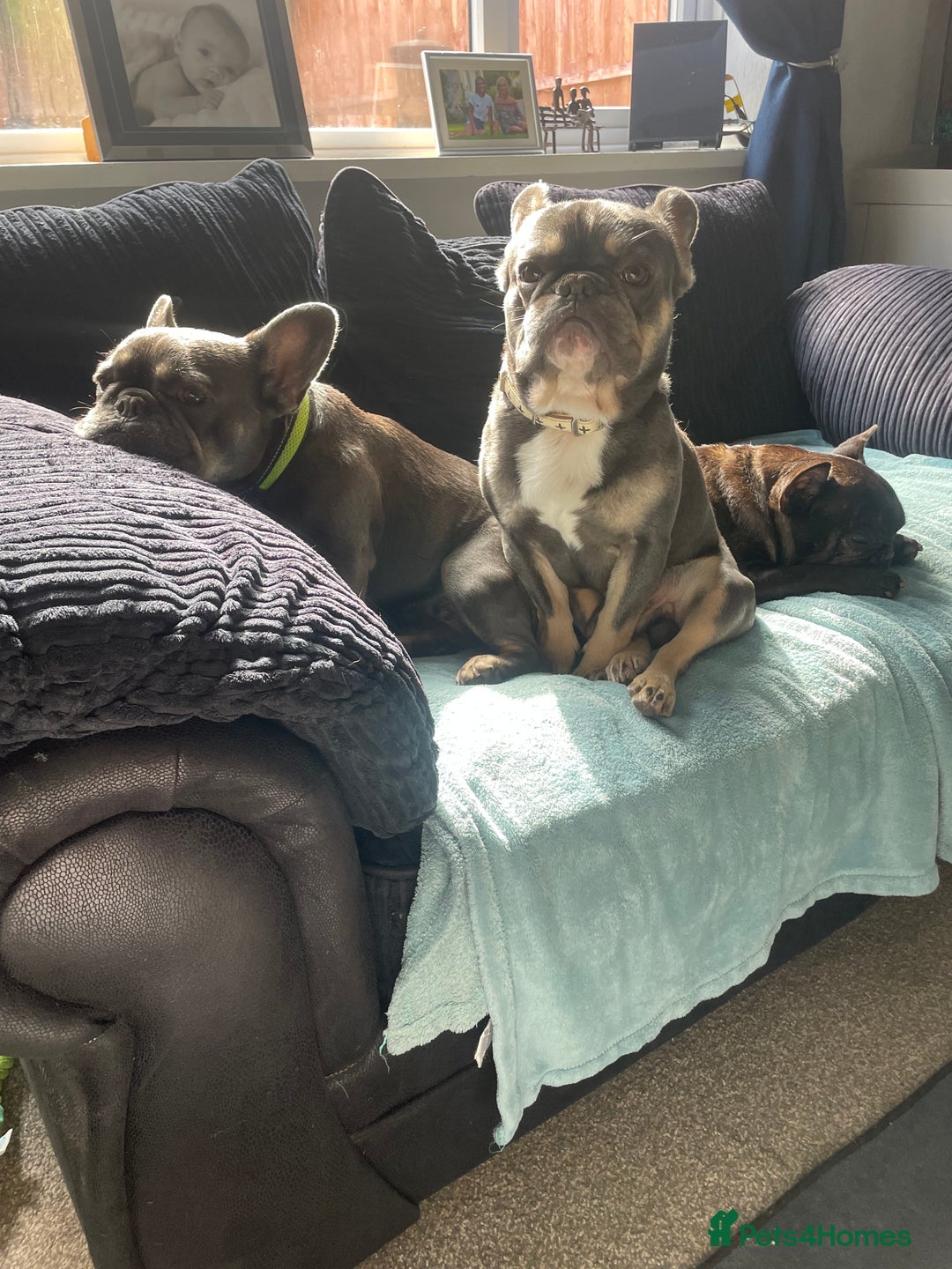 French Bulldog dogs for sale: A special pup - Image 4