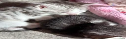 Mixed Breed cats for sale: Beautiful kittens  - Advert 35