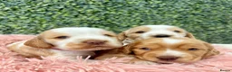 Cocker Spaniel dogs for sale: 🧡🤍 KC REG Show cocker Spaniel puppies for sale - Advert 13